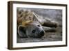 Spotted Hyena-Paul Souders-Framed Photographic Print