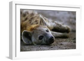 Spotted Hyena-Paul Souders-Framed Photographic Print