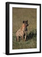 Spotted Hyena-DLILLC-Framed Photographic Print