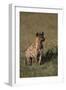 Spotted Hyena-DLILLC-Framed Photographic Print