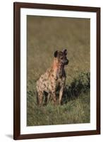 Spotted Hyena-DLILLC-Framed Photographic Print