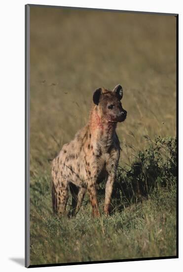 Spotted Hyena-DLILLC-Mounted Photographic Print