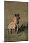 Spotted Hyena-DLILLC-Mounted Photographic Print