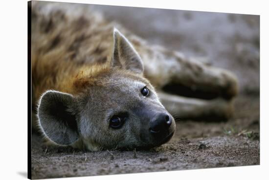 Spotted Hyena-Paul Souders-Stretched Canvas