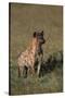 Spotted Hyena-DLILLC-Stretched Canvas