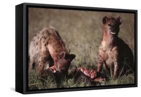 Spotted Hyenas Feeding on Carcass-DLILLC-Framed Stretched Canvas