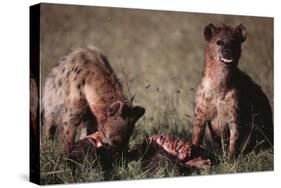 Spotted Hyenas Feeding on Carcass-DLILLC-Stretched Canvas