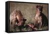 Spotted Hyenas Feeding on Carcass-DLILLC-Framed Stretched Canvas