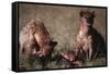 Spotted Hyenas Feeding on Carcass-DLILLC-Framed Stretched Canvas