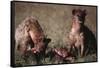 Spotted Hyenas Feeding on Carcass-DLILLC-Framed Stretched Canvas