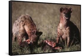 Spotted Hyenas Feeding on Carcass-DLILLC-Framed Stretched Canvas