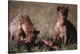 Spotted Hyenas Feeding on Carcass-DLILLC-Stretched Canvas
