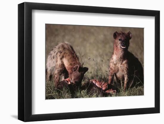 Spotted Hyenas Feeding on Carcass-DLILLC-Framed Premium Photographic Print