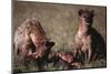 Spotted Hyenas Feeding on Carcass-DLILLC-Mounted Premium Photographic Print