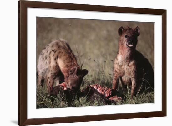 Spotted Hyenas Feeding on Carcass-DLILLC-Framed Photographic Print