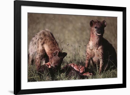 Spotted Hyenas Feeding on Carcass-DLILLC-Framed Photographic Print