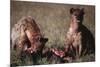 Spotted Hyenas Feeding on Carcass-DLILLC-Mounted Photographic Print