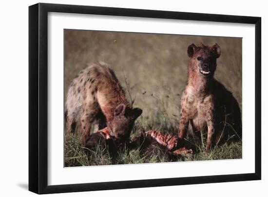 Spotted Hyenas Feeding on Carcass-DLILLC-Framed Photographic Print