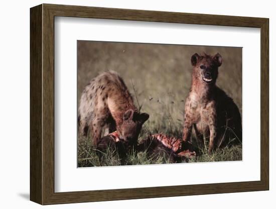 Spotted Hyenas Feeding on Carcass-DLILLC-Framed Photographic Print