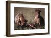 Spotted Hyenas Feeding on Carcass-DLILLC-Framed Photographic Print