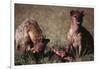 Spotted Hyenas Feeding on Carcass-DLILLC-Framed Photographic Print