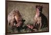 Spotted Hyenas Feeding on Carcass-DLILLC-Framed Photographic Print