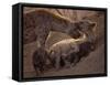 Spotted Hyenas, Kruger National Park, South Africa, Africa-Paul Allen-Framed Stretched Canvas