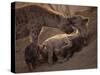 Spotted Hyenas, Kruger National Park, South Africa, Africa-Paul Allen-Stretched Canvas