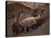 Spotted Hyenas, Kruger National Park, South Africa, Africa-Paul Allen-Stretched Canvas