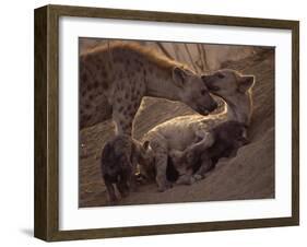 Spotted Hyenas, Kruger National Park, South Africa, Africa-Paul Allen-Framed Photographic Print