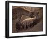 Spotted Hyenas, Kruger National Park, South Africa, Africa-Paul Allen-Framed Photographic Print