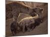 Spotted Hyenas, Kruger National Park, South Africa, Africa-Paul Allen-Mounted Photographic Print