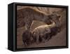 Spotted Hyenas, Kruger National Park, South Africa, Africa-Paul Allen-Framed Stretched Canvas