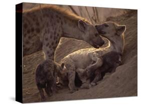 Spotted Hyenas, Kruger National Park, South Africa, Africa-Paul Allen-Stretched Canvas