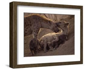 Spotted Hyenas, Kruger National Park, South Africa, Africa-Paul Allen-Framed Photographic Print