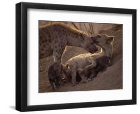 Spotted Hyenas, Kruger National Park, South Africa, Africa-Paul Allen-Framed Photographic Print