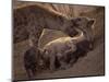 Spotted Hyenas, Kruger National Park, South Africa, Africa-Paul Allen-Mounted Photographic Print