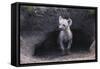 Spotted Hyenas Looking out from Den-DLILLC-Framed Stretched Canvas