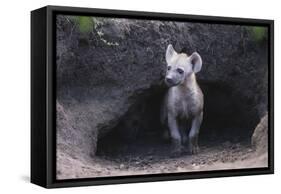 Spotted Hyenas Looking out from Den-DLILLC-Framed Stretched Canvas