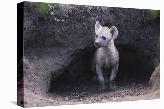 Spotted Hyenas Looking out from Den-DLILLC-Stretched Canvas