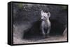 Spotted Hyenas Looking out from Den-DLILLC-Framed Stretched Canvas