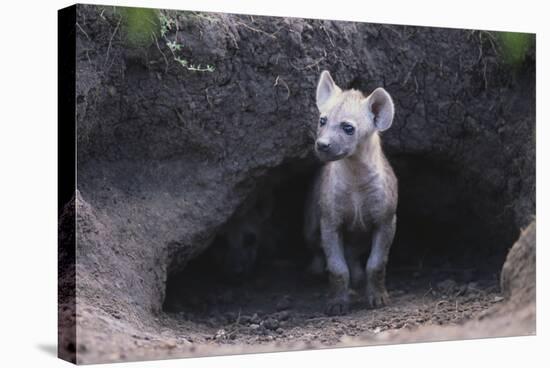 Spotted Hyenas Looking out from Den-DLILLC-Stretched Canvas