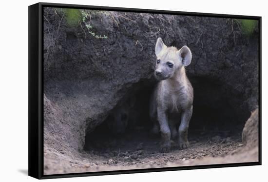 Spotted Hyenas Looking out from Den-DLILLC-Framed Stretched Canvas