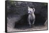 Spotted Hyenas Looking out from Den-DLILLC-Framed Stretched Canvas