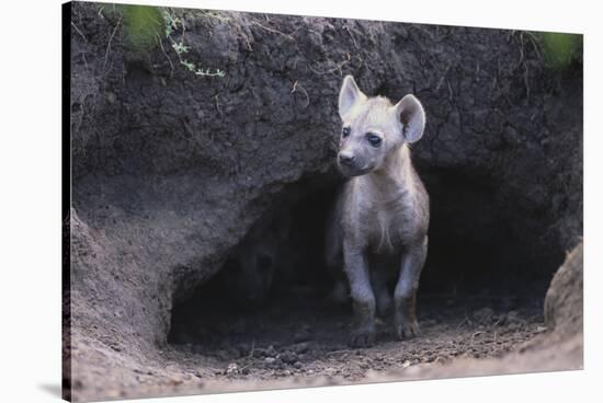 Spotted Hyenas Looking out from Den-DLILLC-Stretched Canvas