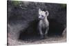 Spotted Hyenas Looking out from Den-DLILLC-Stretched Canvas