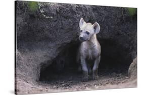 Spotted Hyenas Looking out from Den-DLILLC-Stretched Canvas