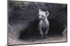 Spotted Hyenas Looking out from Den-DLILLC-Mounted Premium Photographic Print