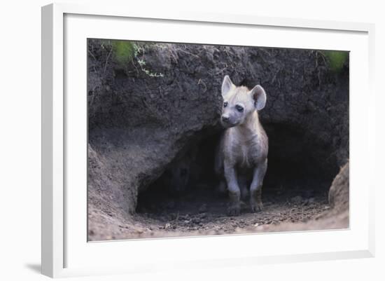 Spotted Hyenas Looking out from Den-DLILLC-Framed Photographic Print