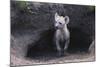 Spotted Hyenas Looking out from Den-DLILLC-Mounted Photographic Print